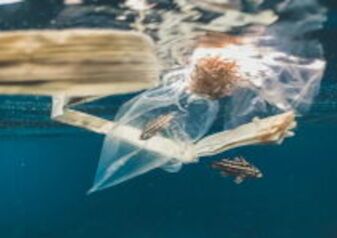 Plastiktüte und Holzstück treiben im Wasser, umgeben von kleinen Fischen